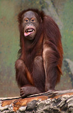 An Orangutan "laughing"